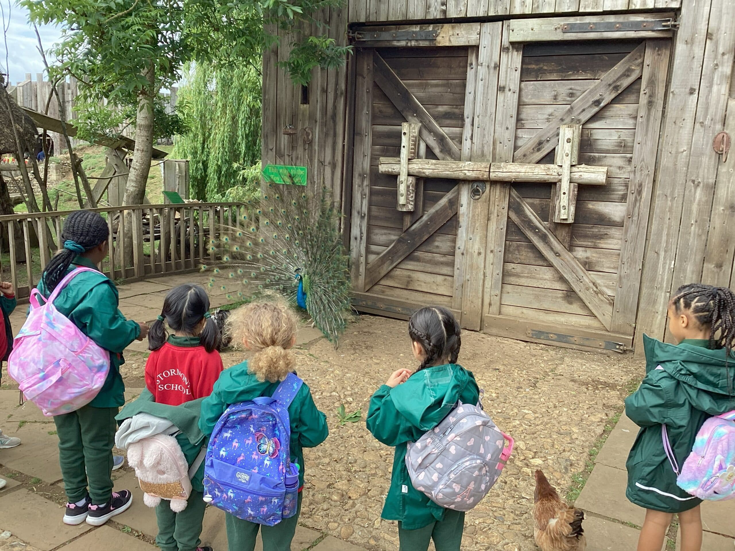 A group of young children wearing green school uniforms and rucksacks stand in front of a wooden barn door, watching a peacock with its feathers fanned out. A chicken is also walking nearby.